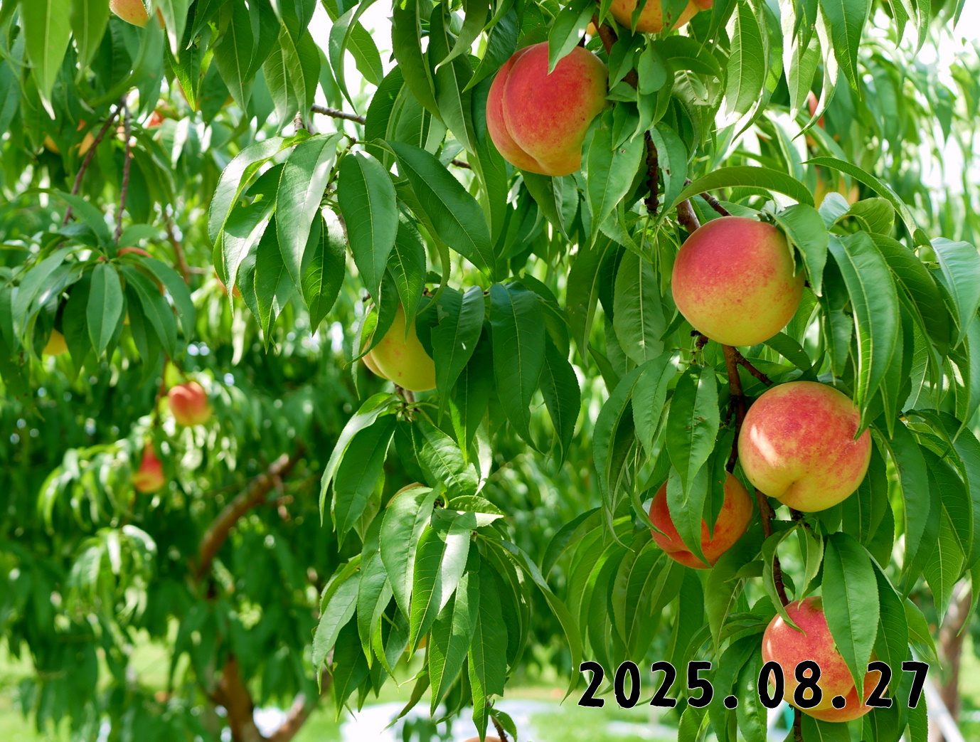 森の中の果樹園のモモ