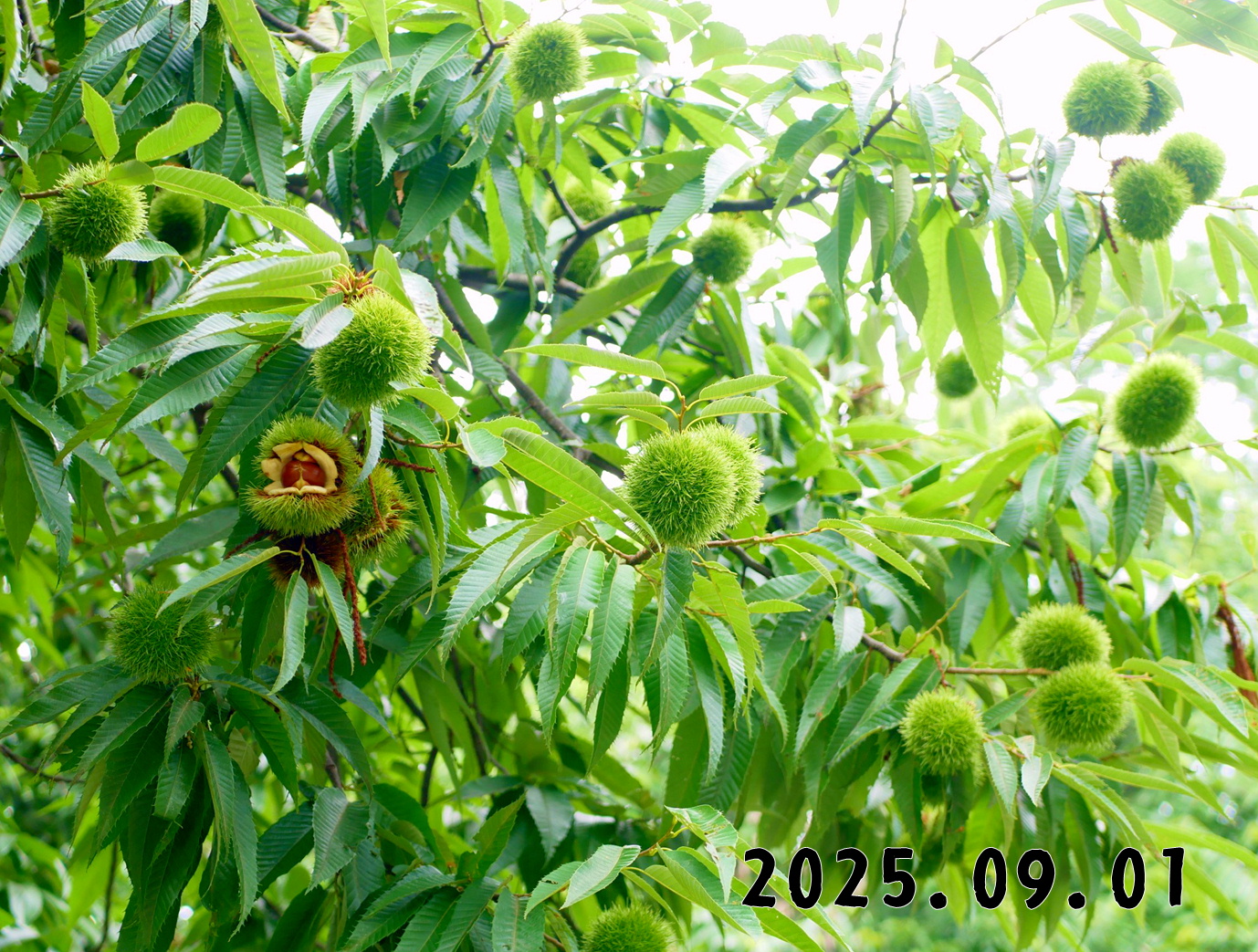 森の中の果樹園のクリ拾い