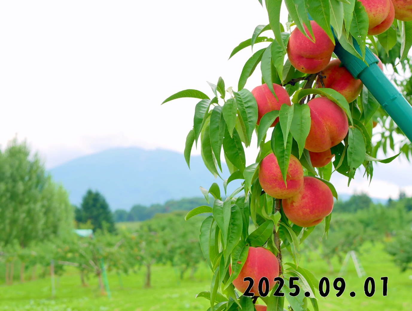 森の中の果樹園のモモ