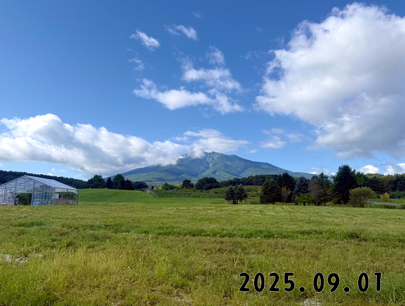 森の中の果樹園のくだもの狩り