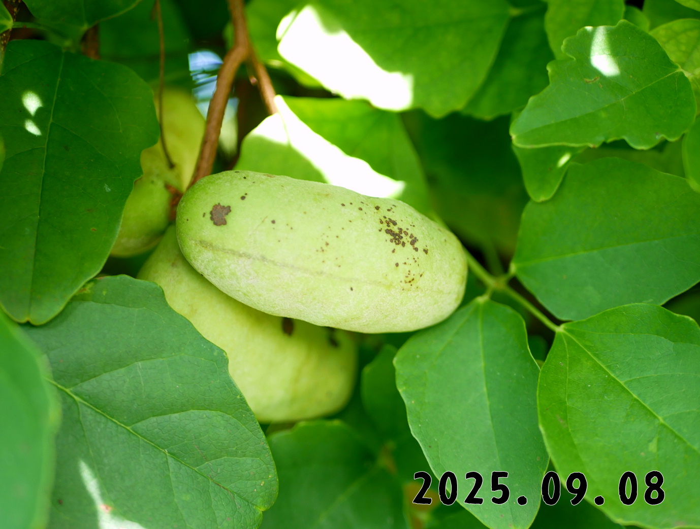 森の中の果樹園のアケビ