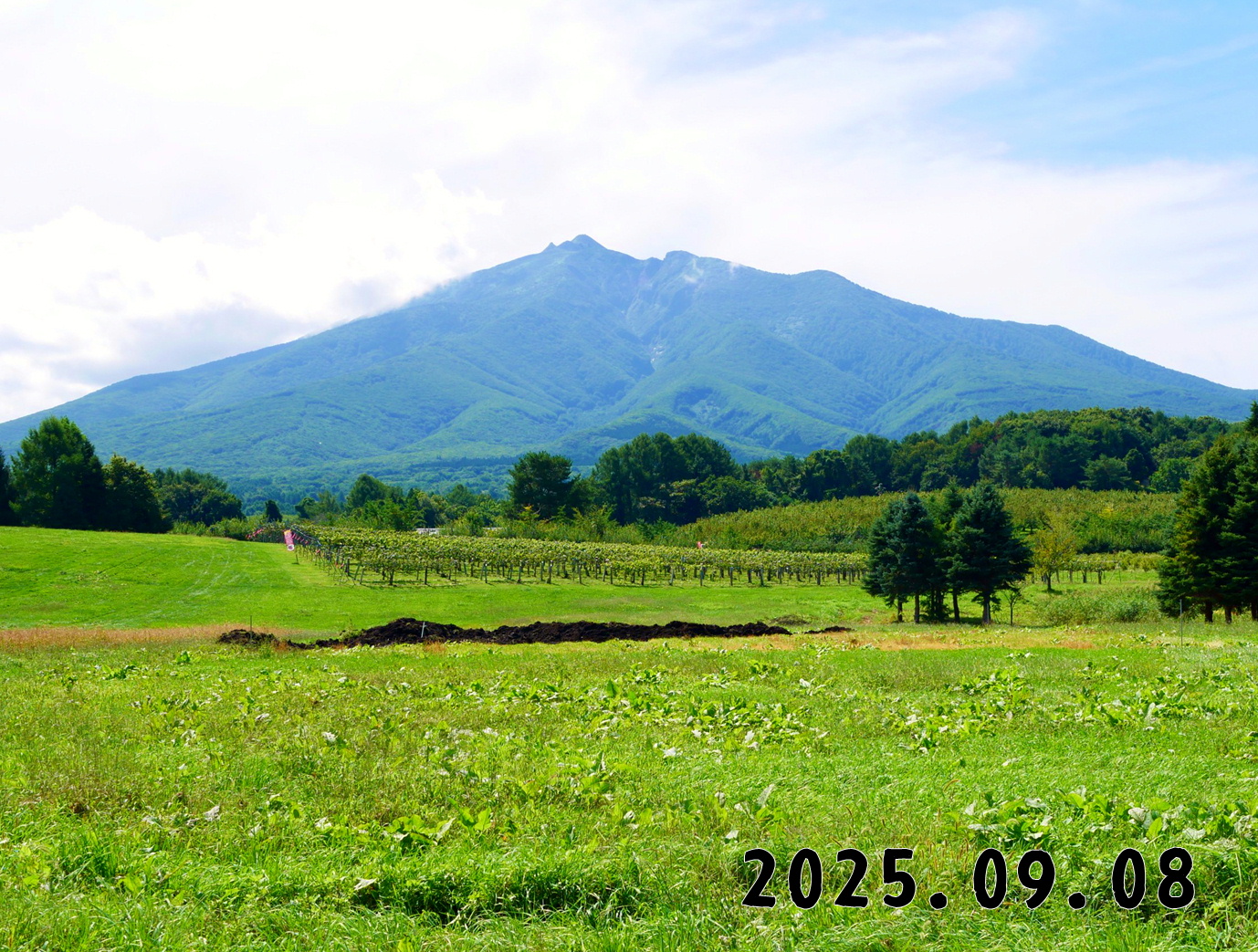 森の中の果樹園のくだもの狩り