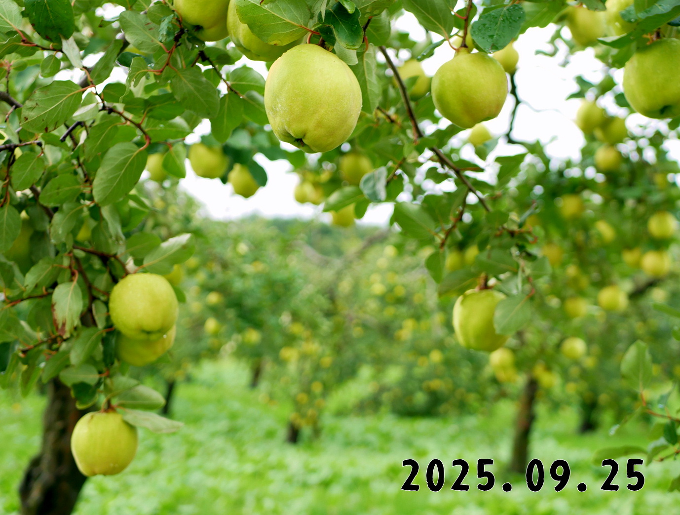 森の中の果樹園のマルメロ