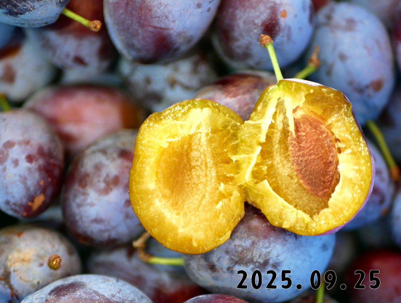 森の中の果樹園のプルーン