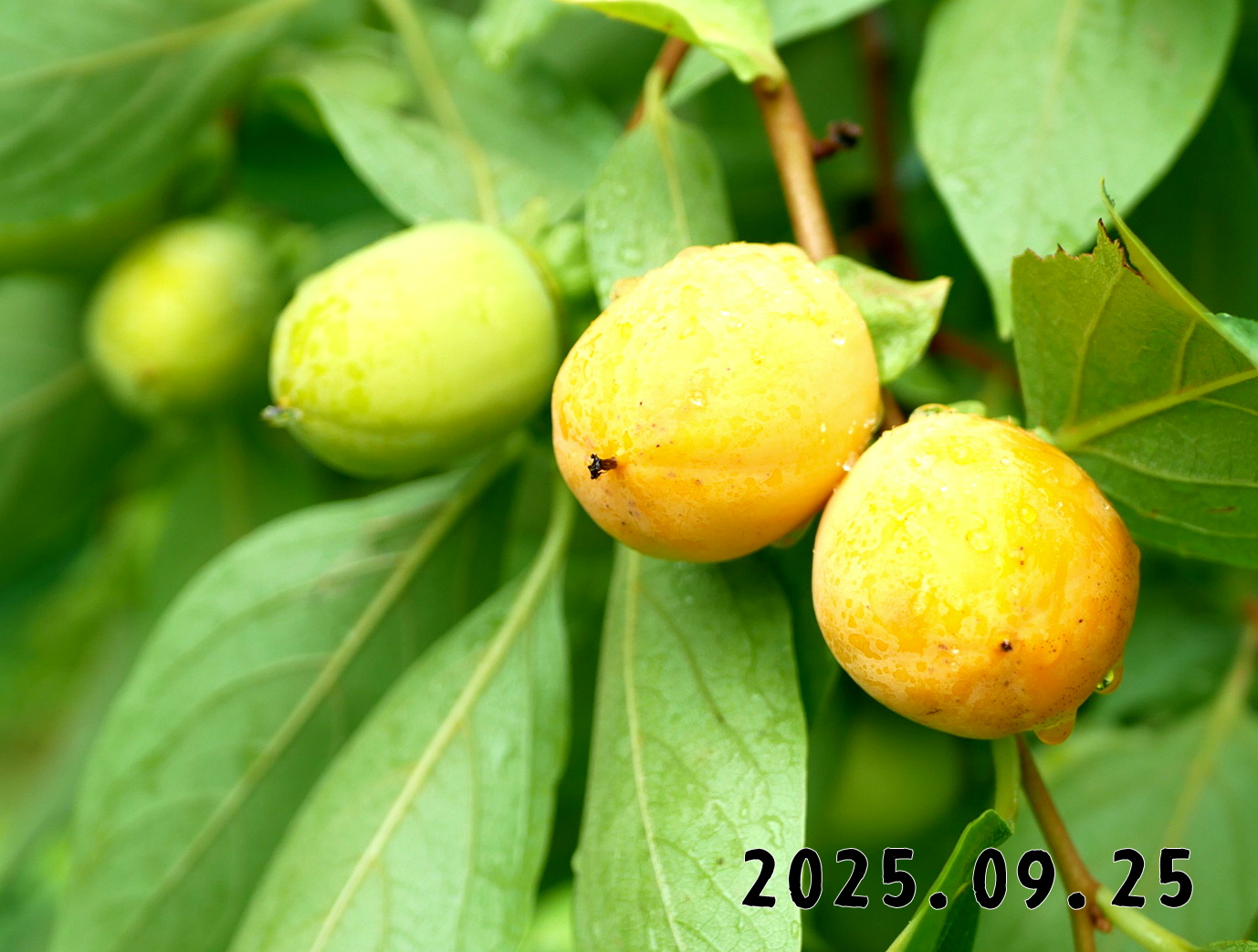 森の中の果樹園のカキ