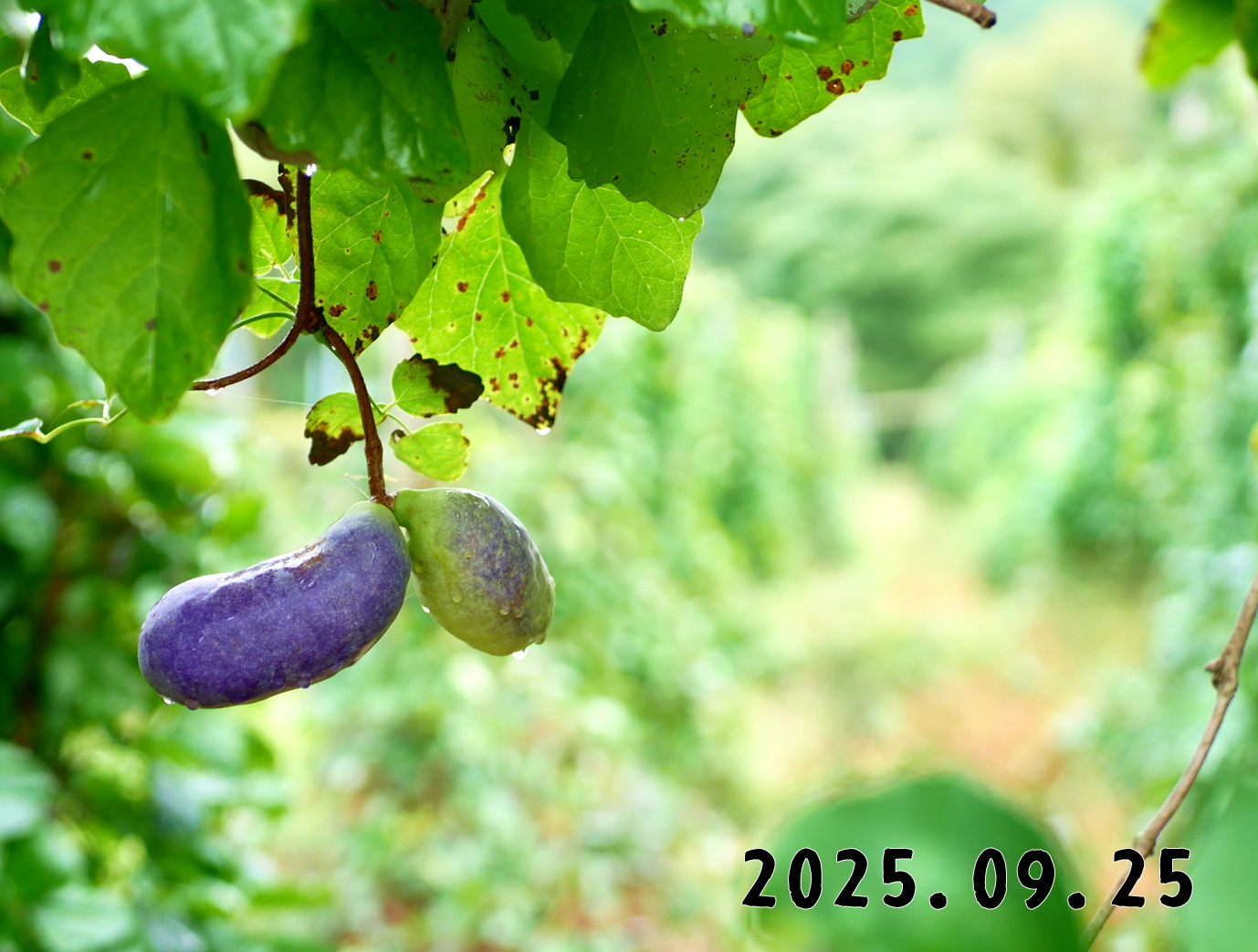 森の中の果樹園のアケビ