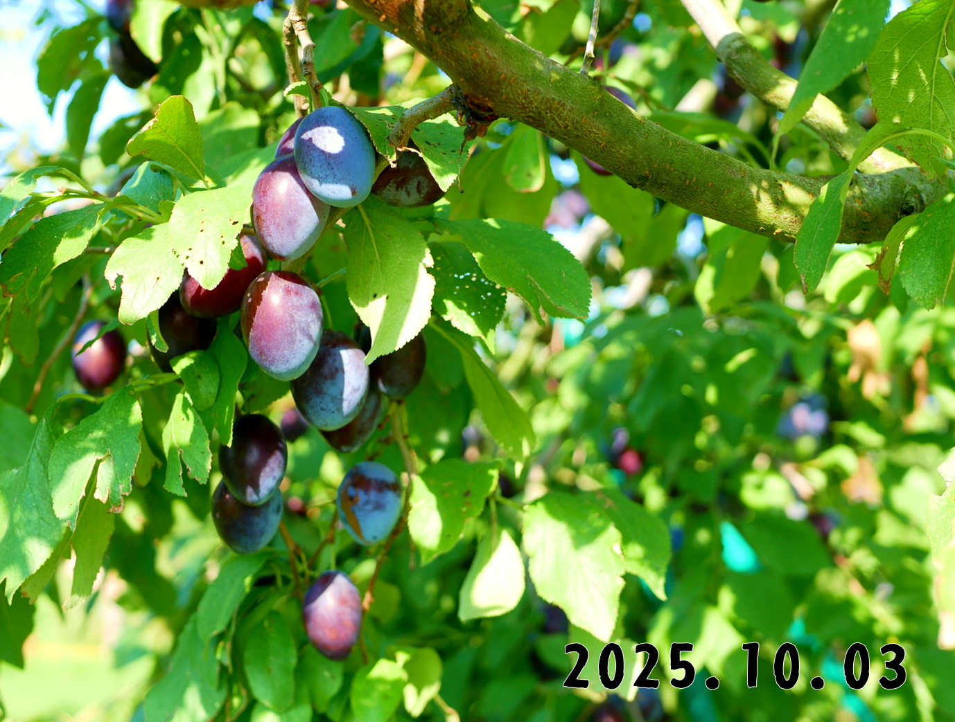 森の中の果樹園のプルーン