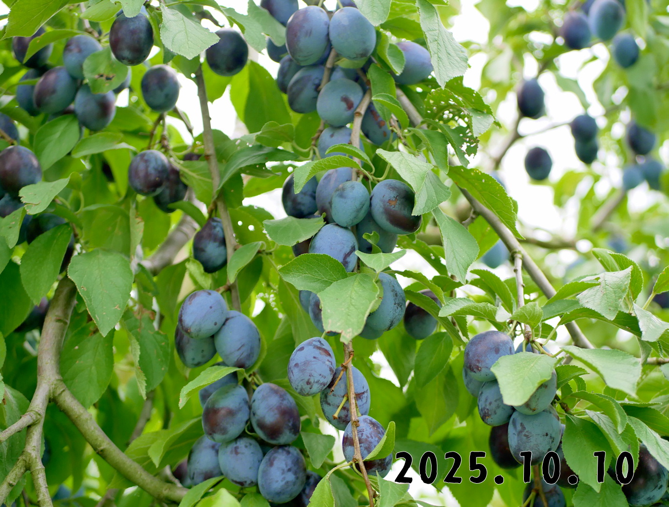 森の中の果樹園のプルーン