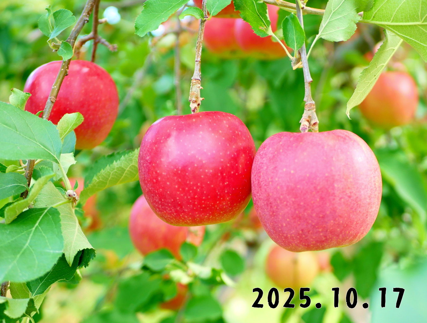 森の中の果樹園のリンゴ
