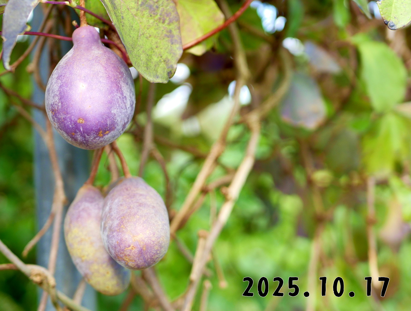 森の中の果樹園のアケビ