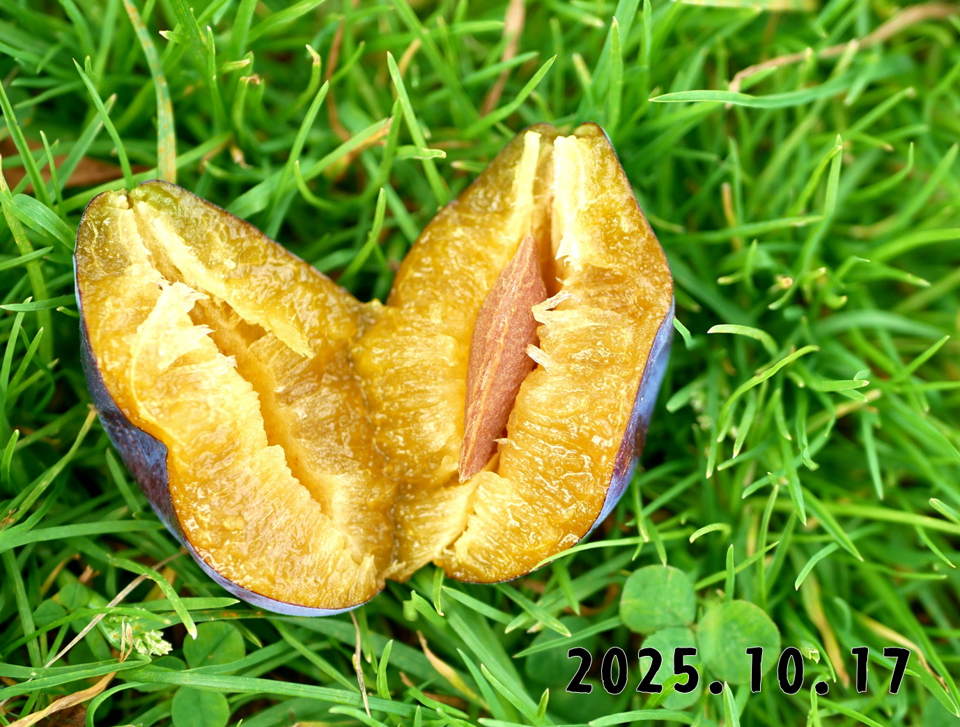 森の中の果樹園のプルーン