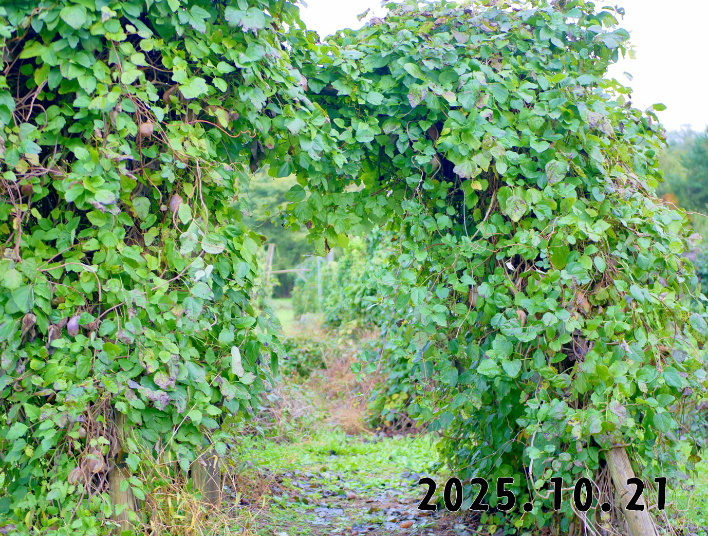 森の中の果樹園のアケビ