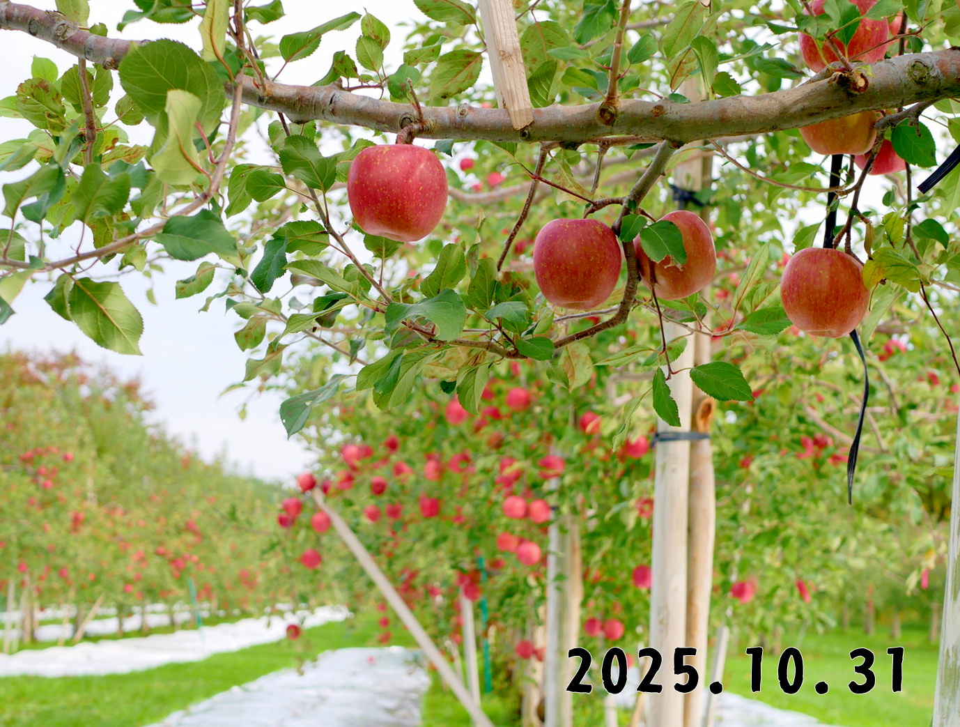 森の中の果樹園のリンゴ