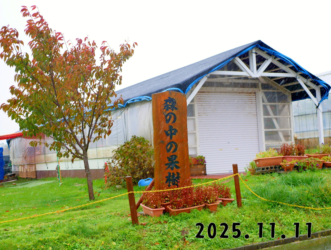 森の中の果樹園のくだもの狩り