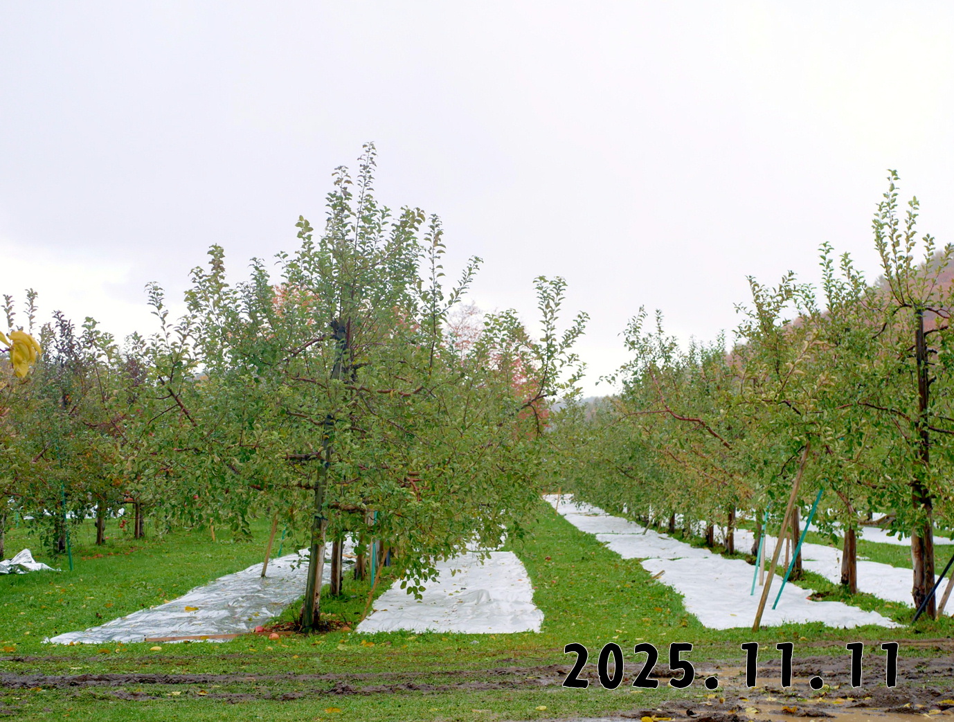 森の中の果樹園のリンゴ