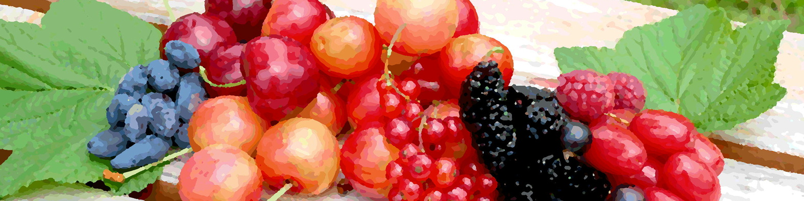 森果樹印のくだもの日記★２０２６夏