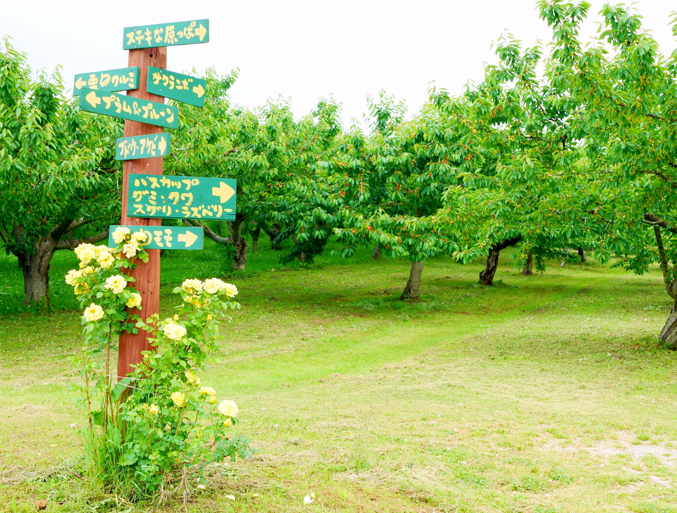 園内散策マップ　ようこそ、森の中の果樹園へ！！ここは岩木山麓、屋根のないくだもの屋さん！！