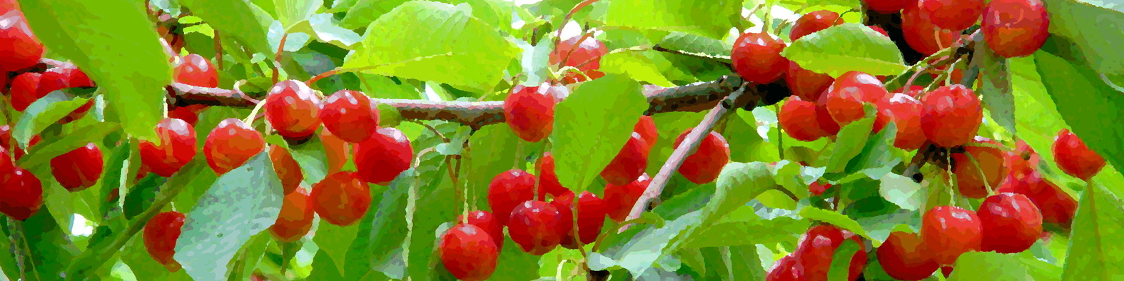 森果樹印のサクランボ日記★２０２６