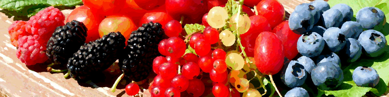 森果樹印の小さなベリー日記★２０２６