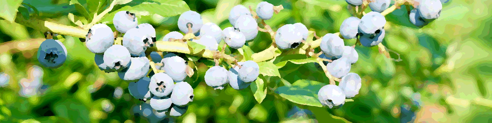 森果樹印のブルーベリー日記★２０２６