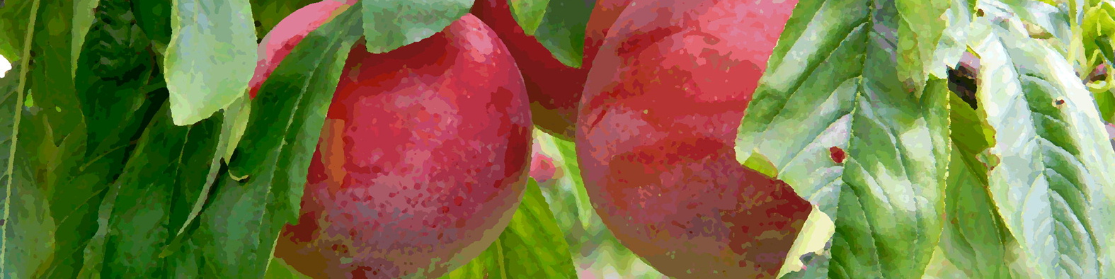 森果樹印のプラム日記★２０２６