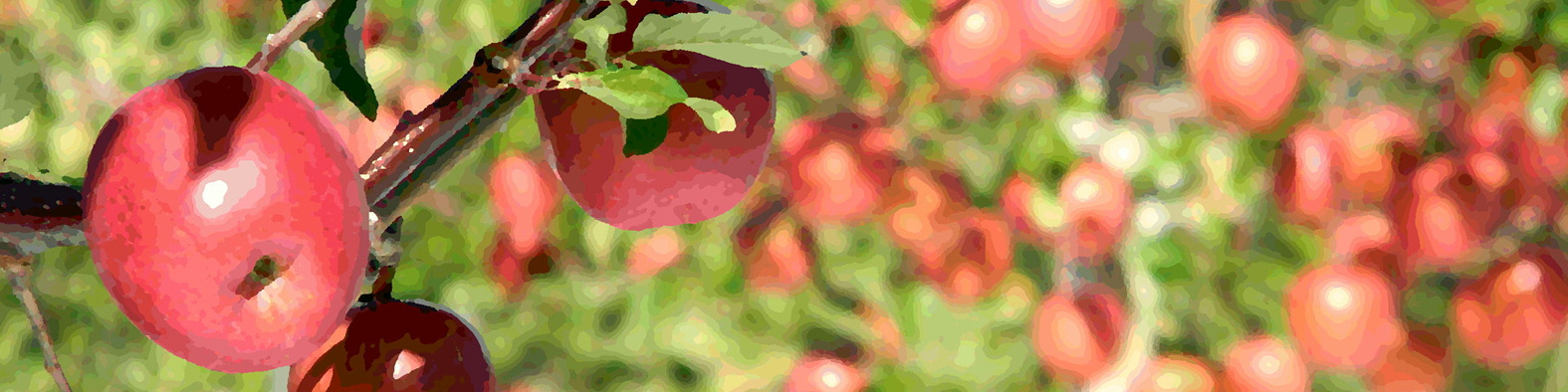 森果樹印のリンゴ日記★２０２６