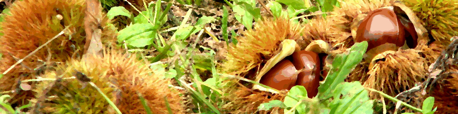 森果樹印のクリ＆クルミ日記★２０２６