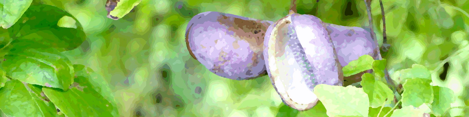 森果樹印の色々な秋のくだもの日記★２０２６