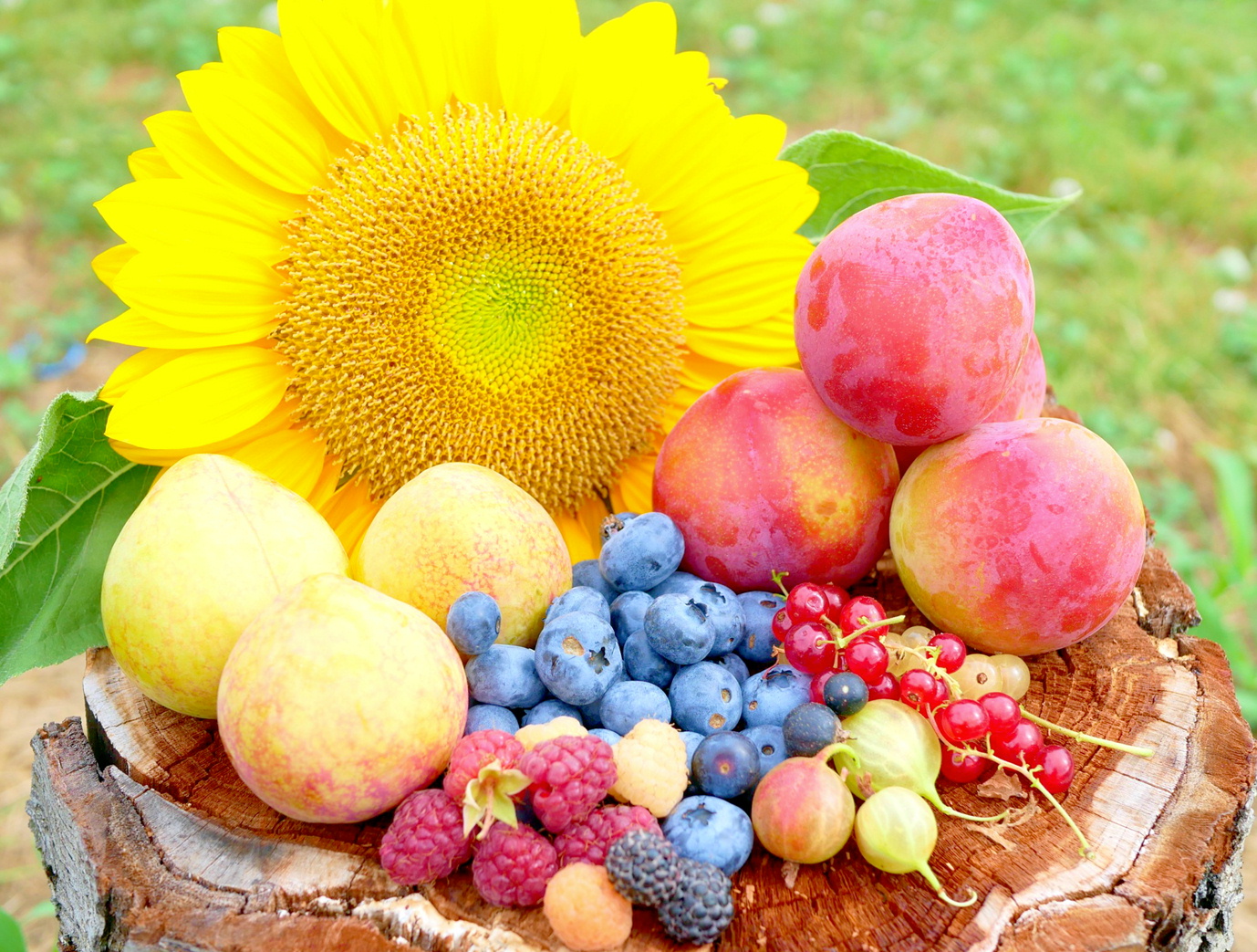 よくある質問　ようこそ、森の中の果樹園へ　ここは岩木山麓、屋根のないくだもの屋さん