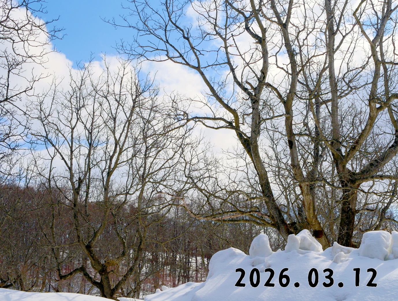 森の中の果樹園のクリ