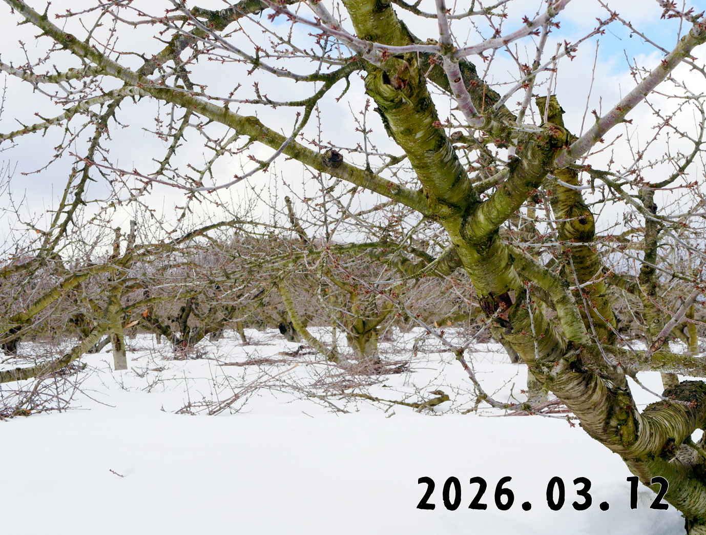 森の中の果樹園のサクランボ