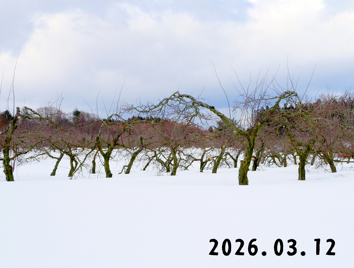 森の中の果樹園のマルメロ