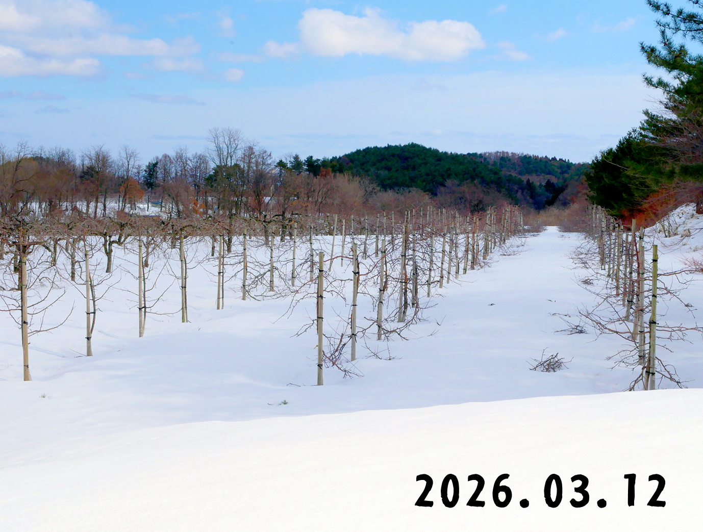 森の中の果樹園のリンゴ