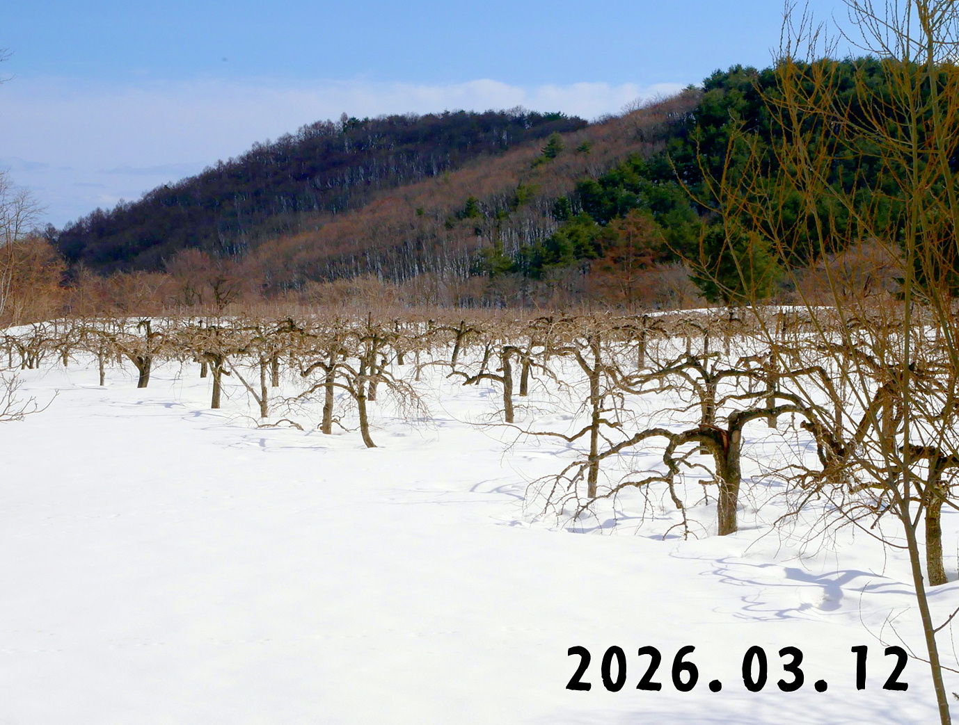 森の中の果樹園のナシ