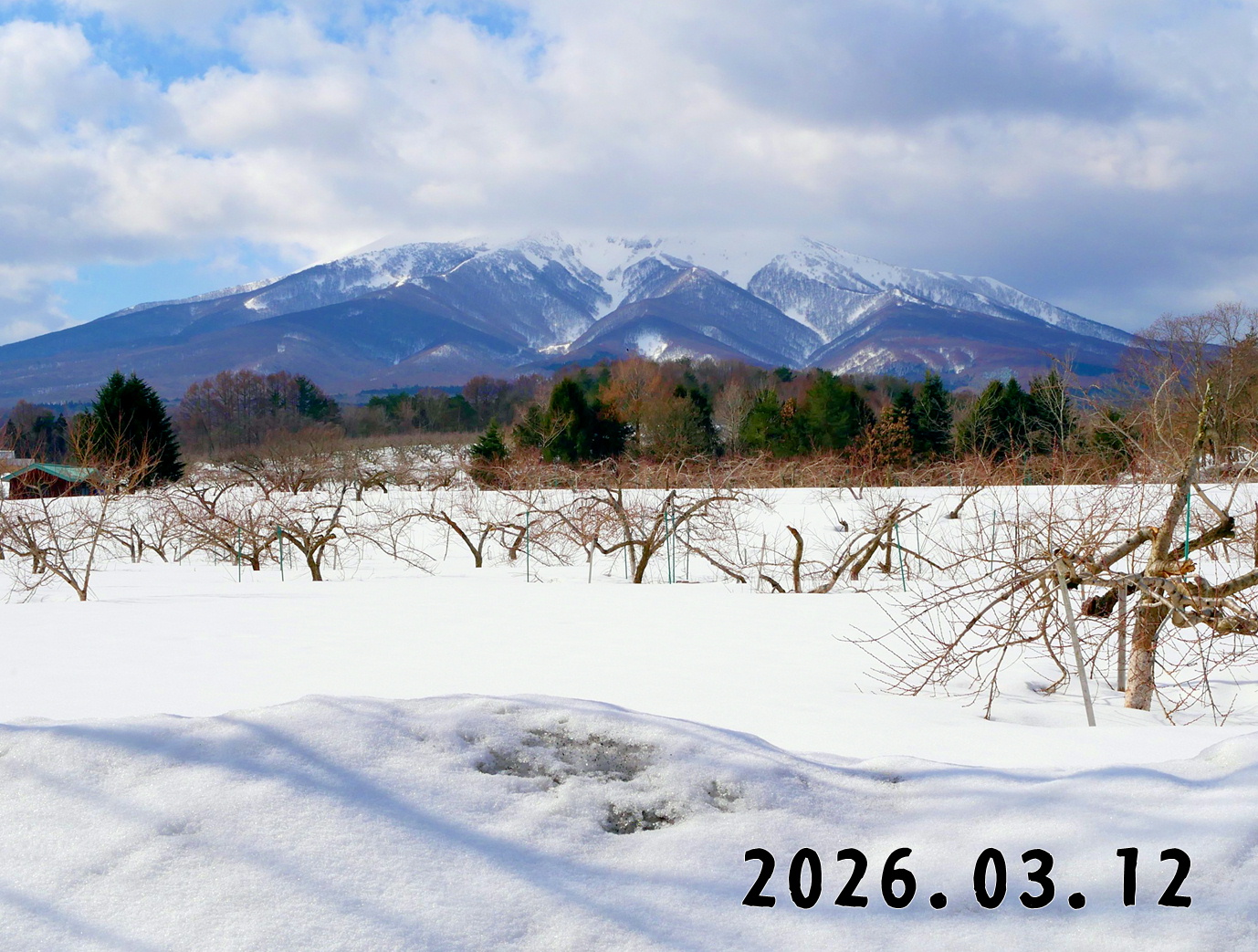 森の中の果樹園のモモ