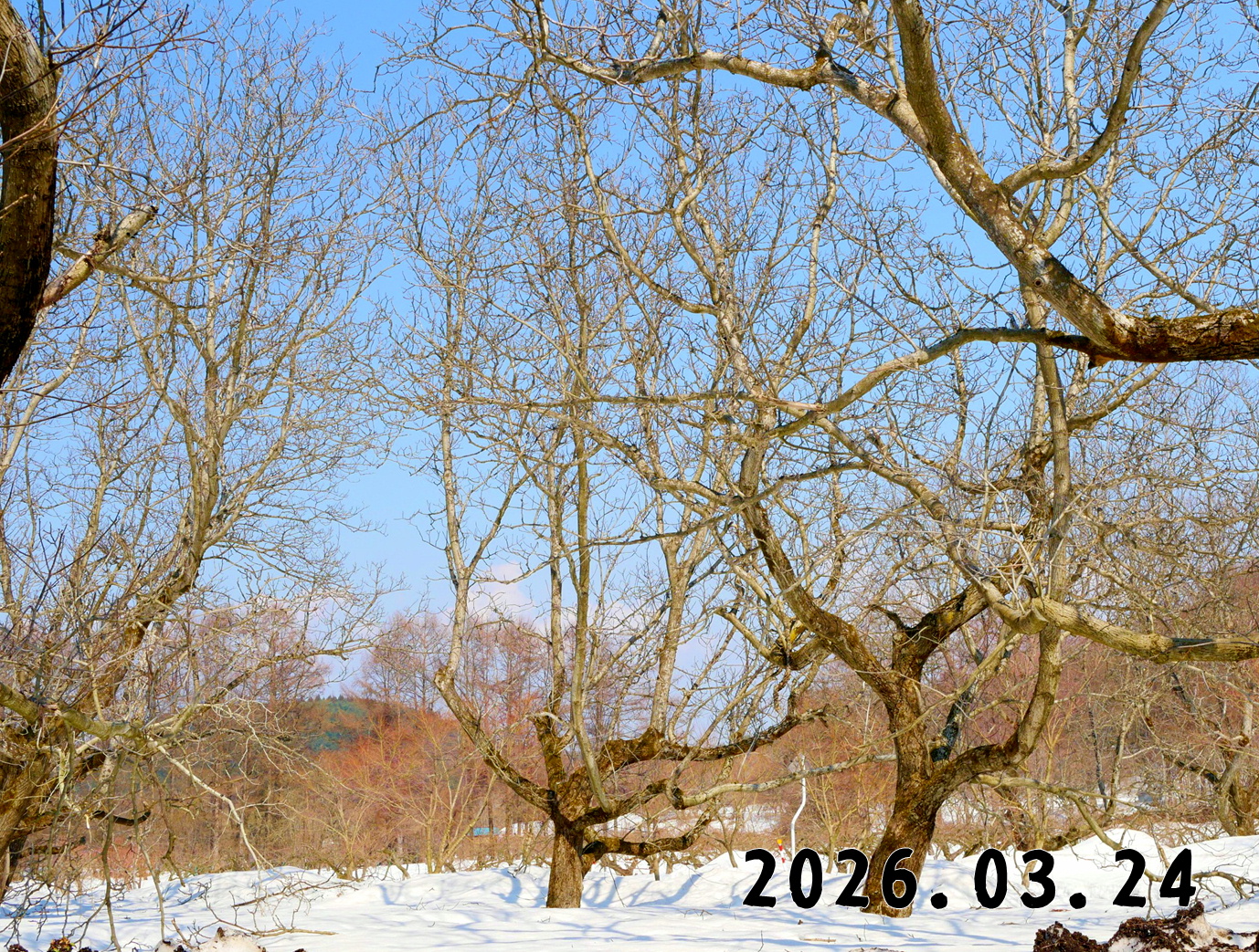 森の中の果樹園のクリ