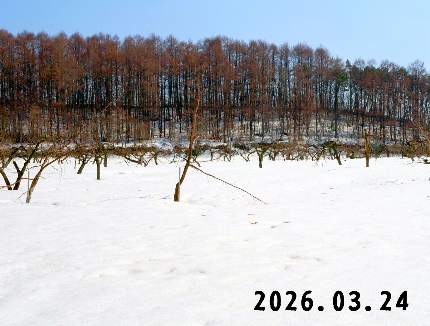 森の中の果樹園のプラム