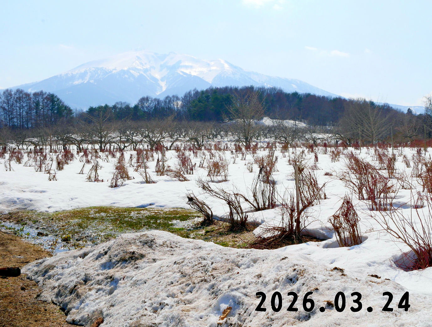 森の中の果樹園のブルーベリー