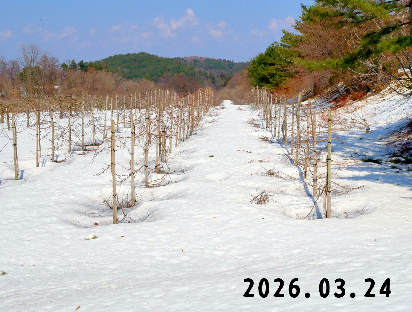 森の中の果樹園のリンゴ