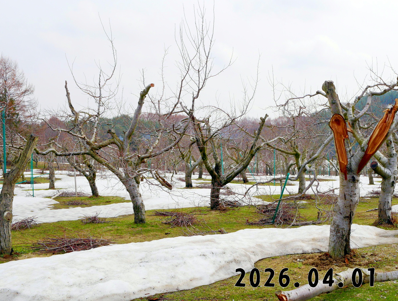 森の中の果樹園のプルーン