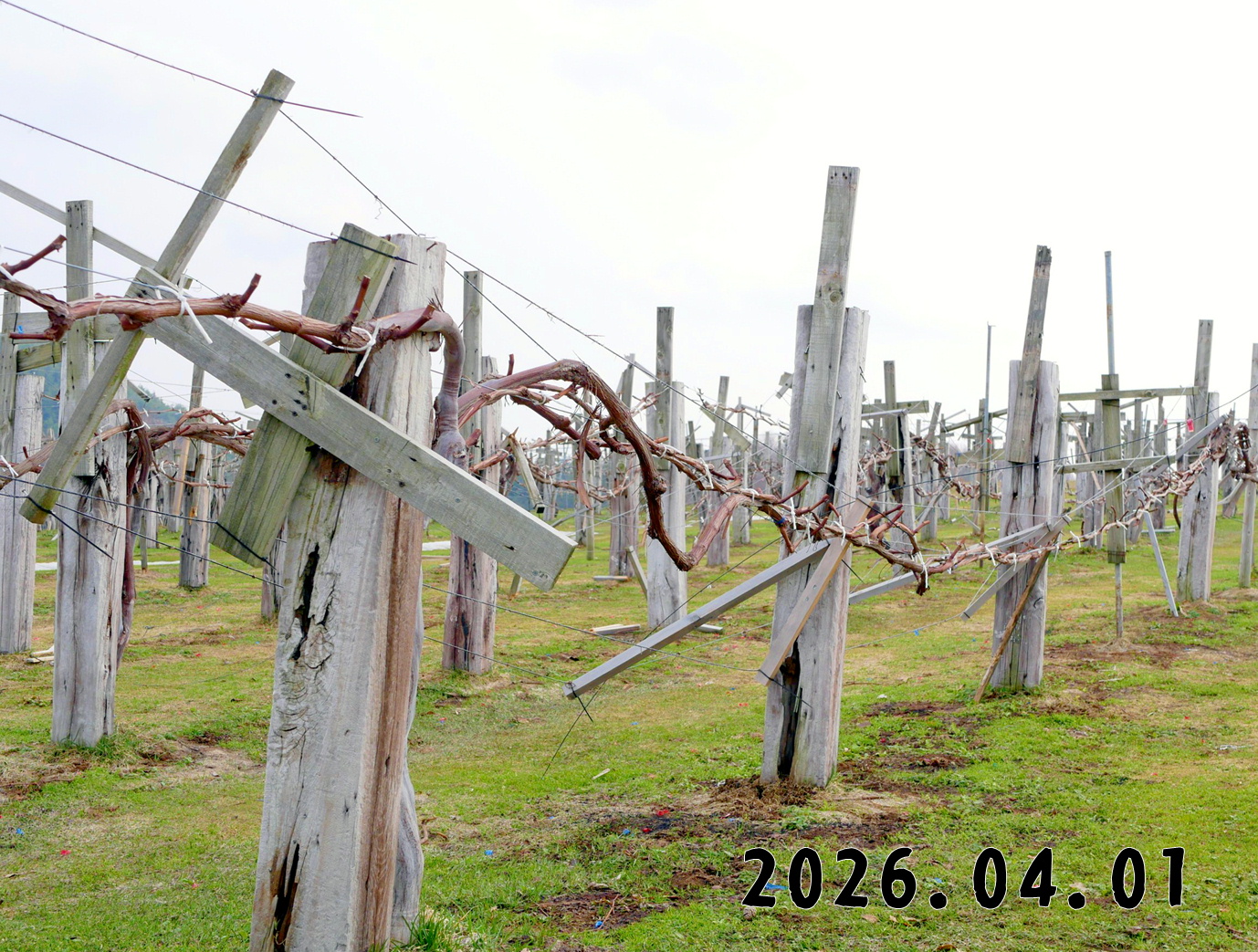 森の中の果樹園のブドウ