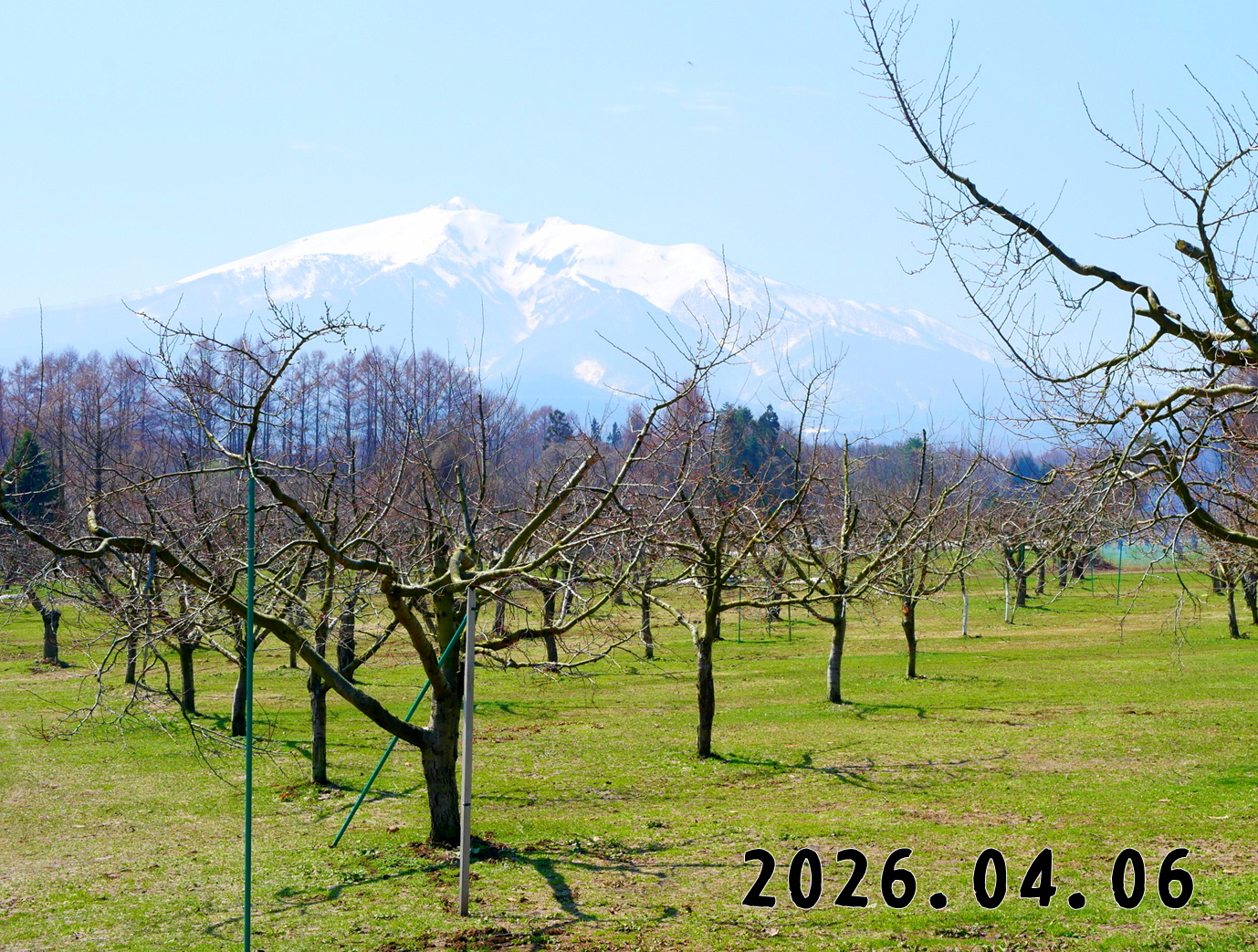 森の中の果樹園のプルーン