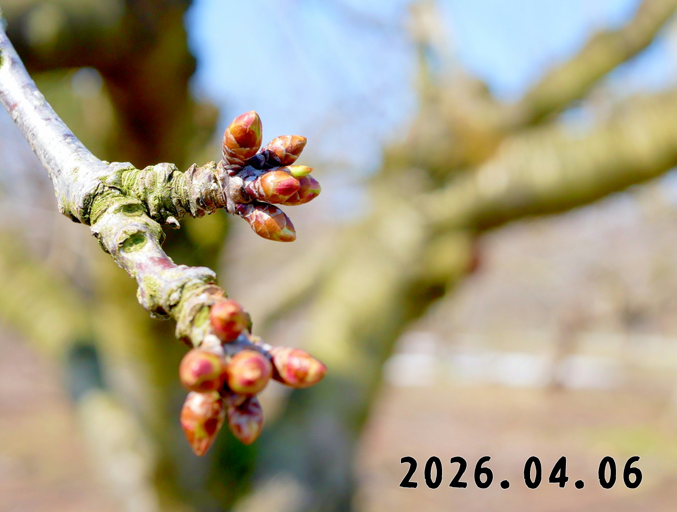 森の中の果樹園のサクランボ