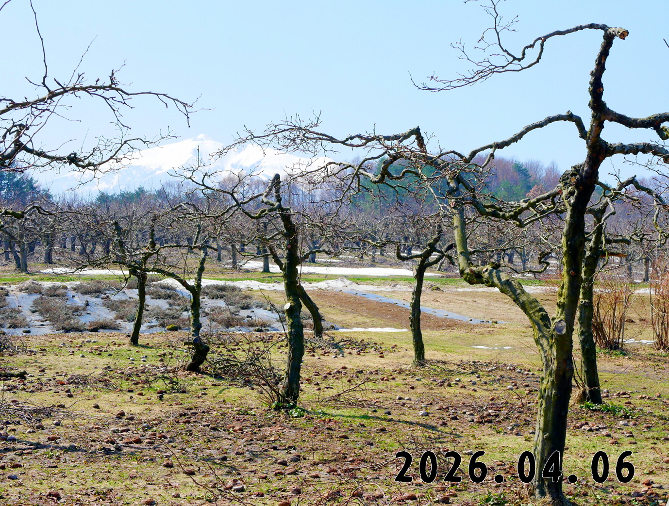 森の中の果樹園のマルメロ