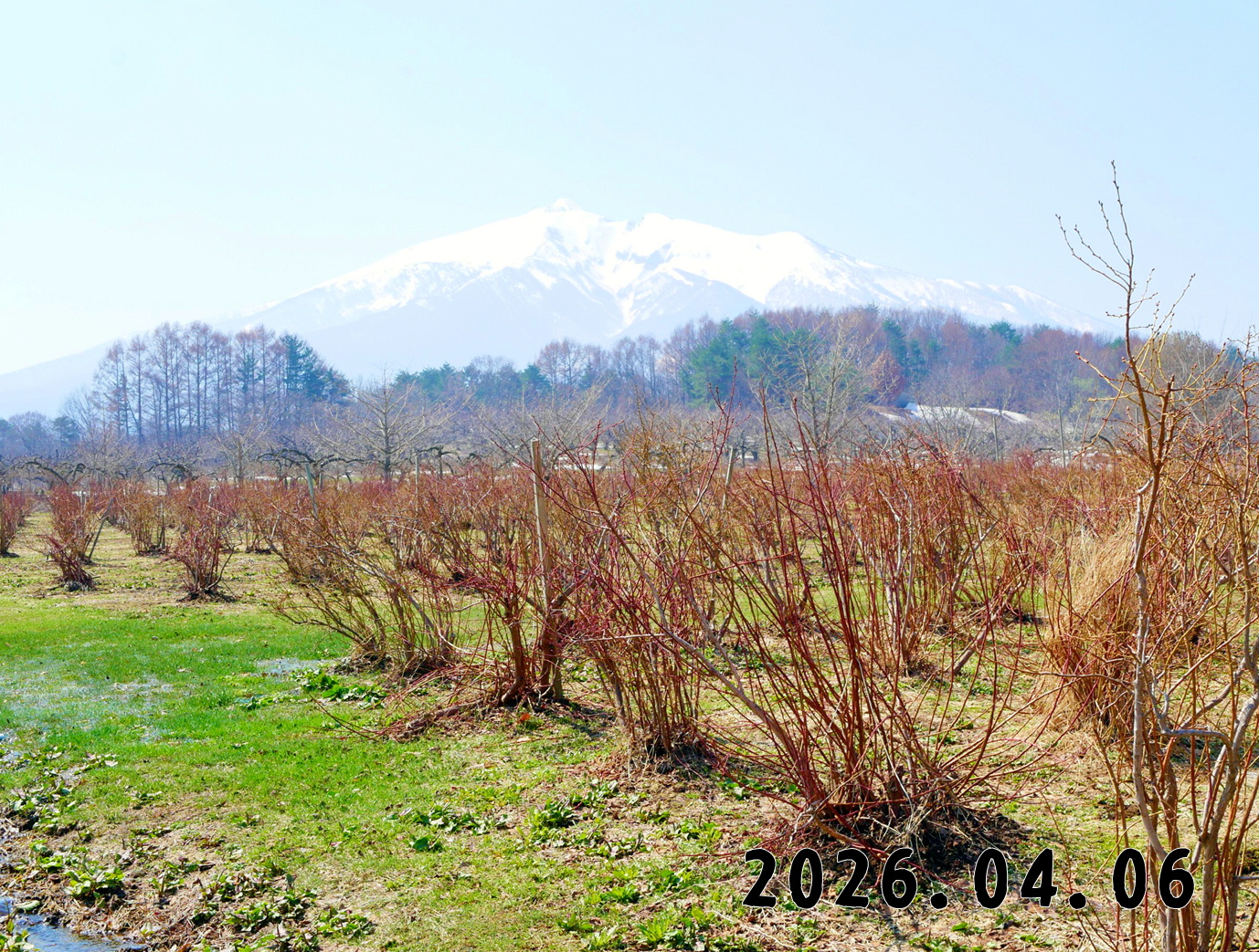 森の中の果樹園のブルーベリー