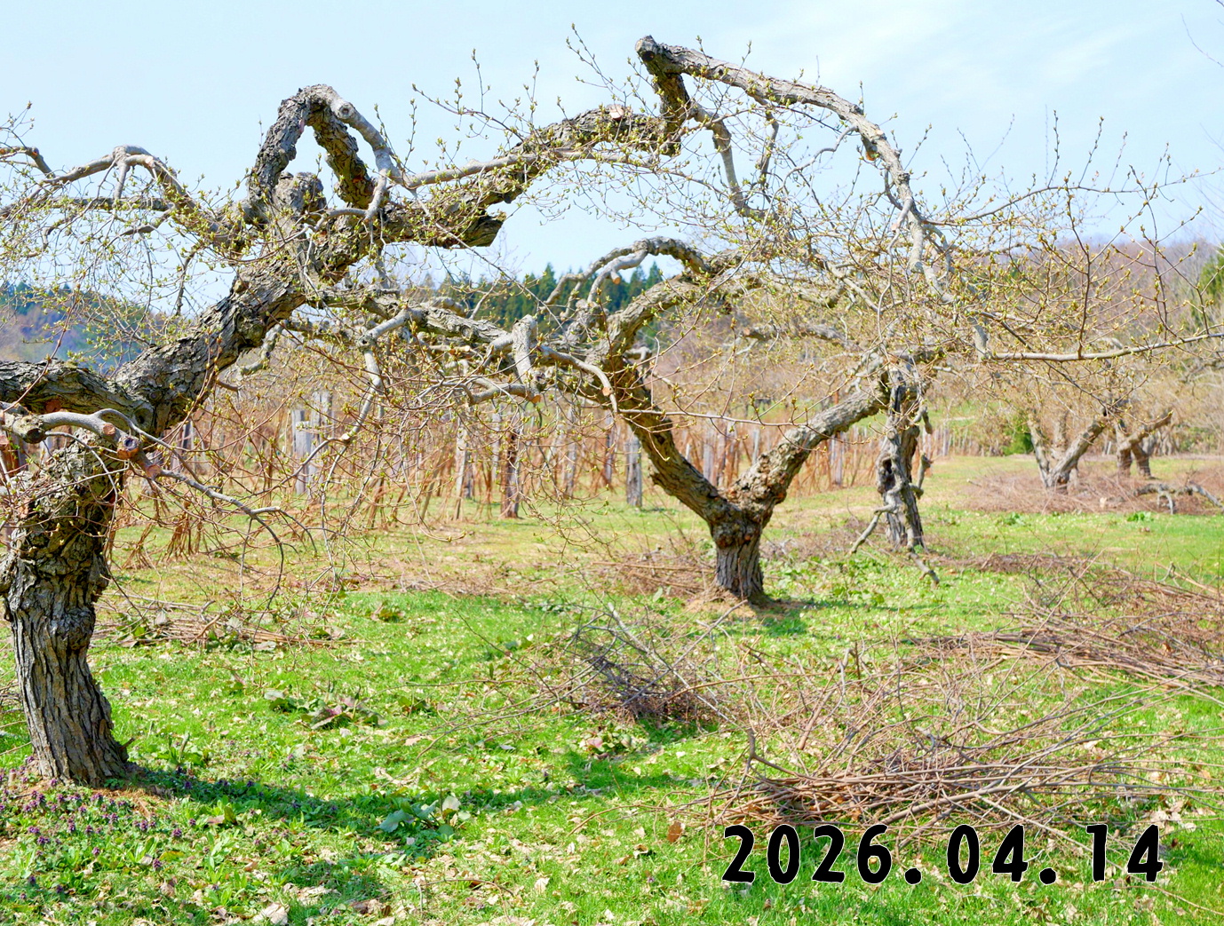 森の中の果樹園のグミ