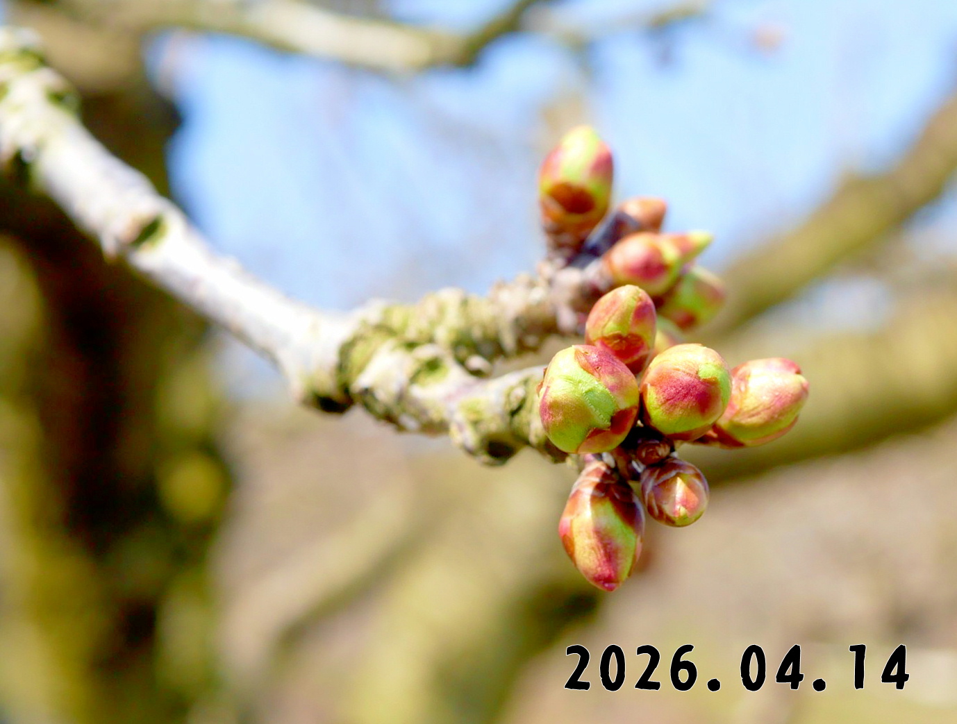 森の中の果樹園のサクランボ