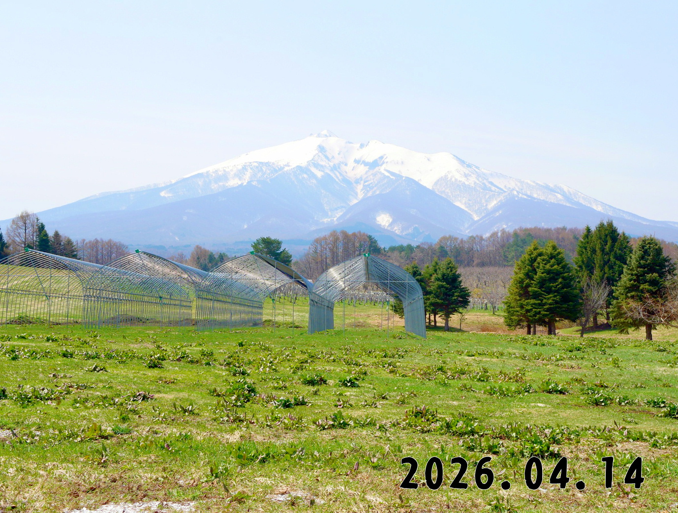 森の中の果樹園のくだもの狩り