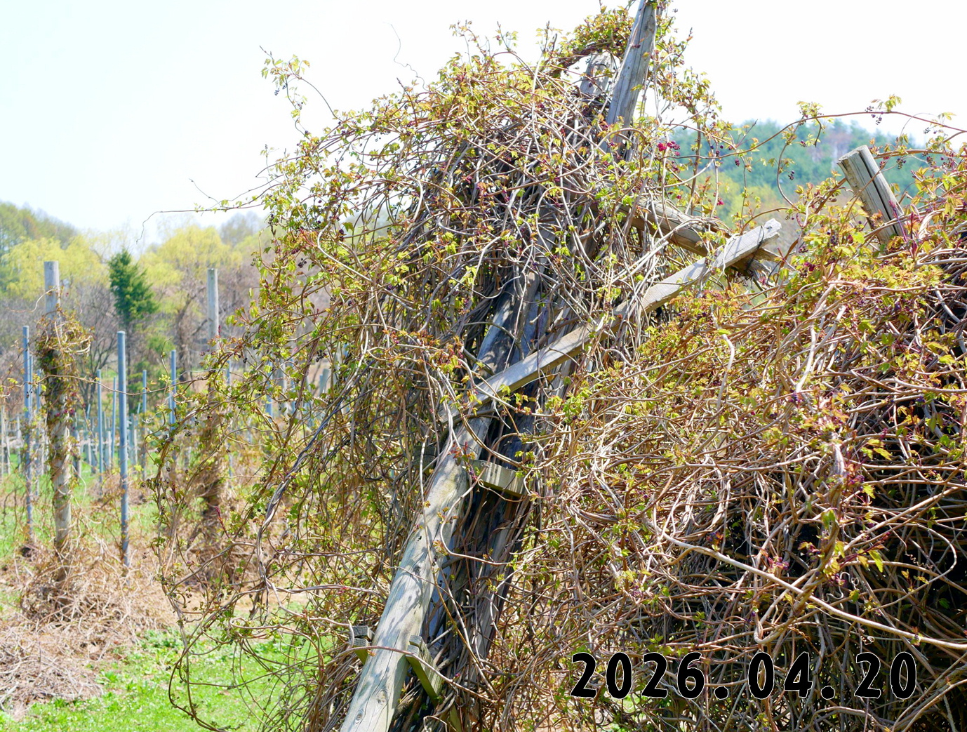森の中の果樹園のアケビ