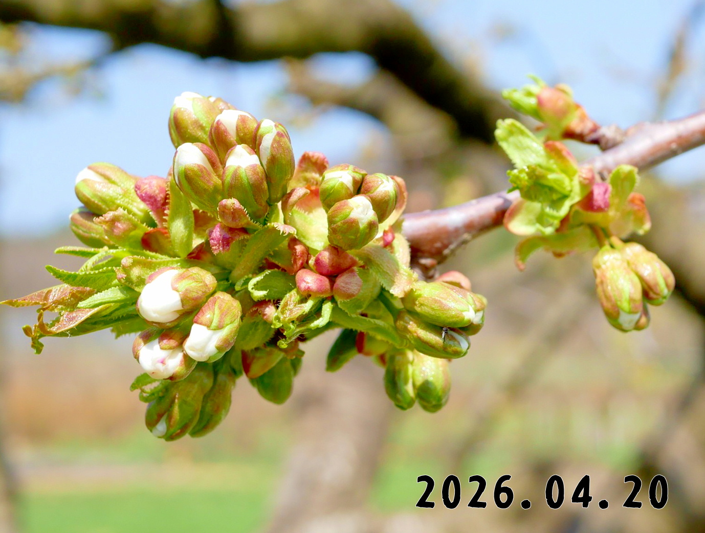 森の中の果樹園のサクランボ